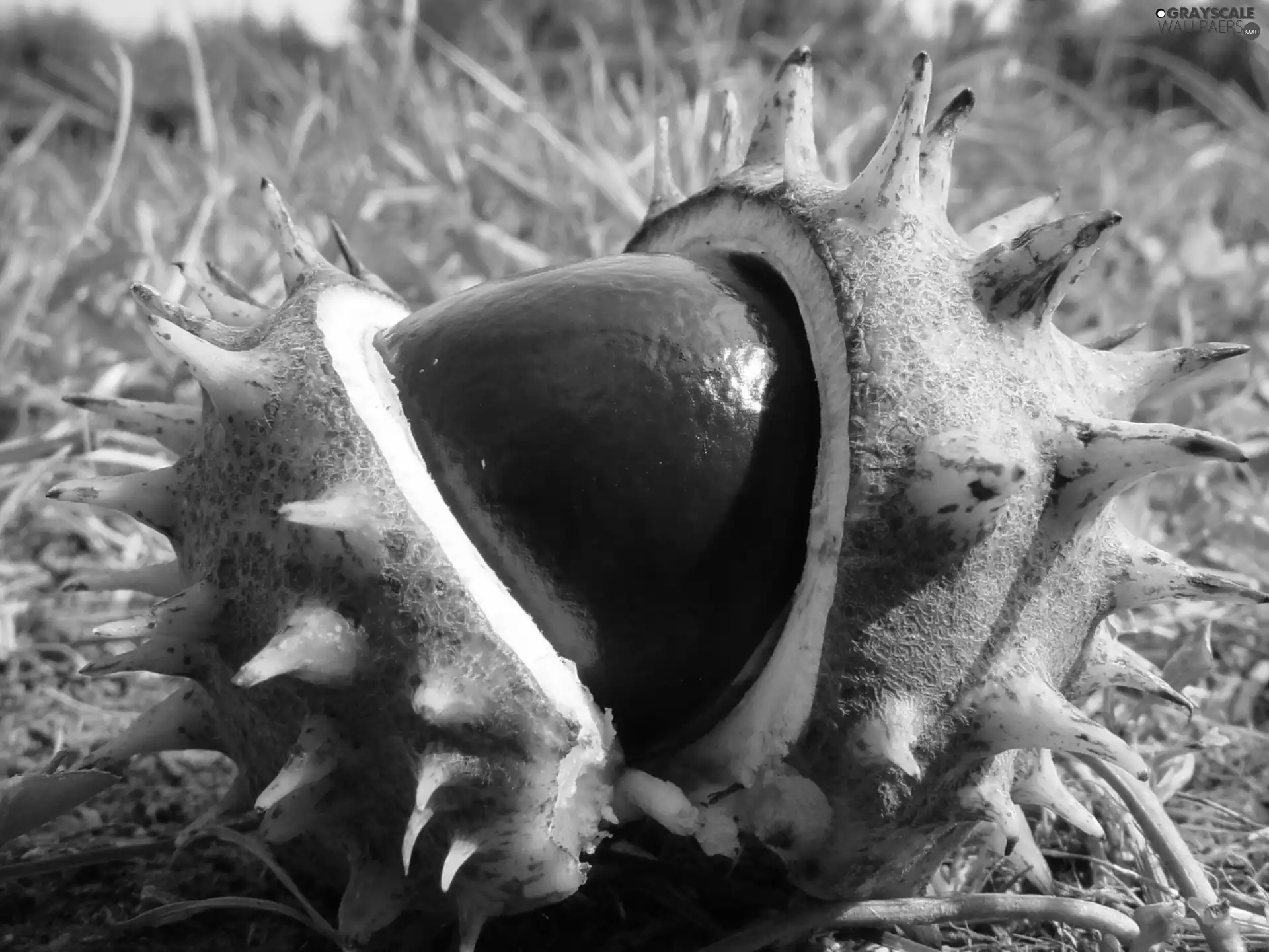Spikes, Brown, chestnuts