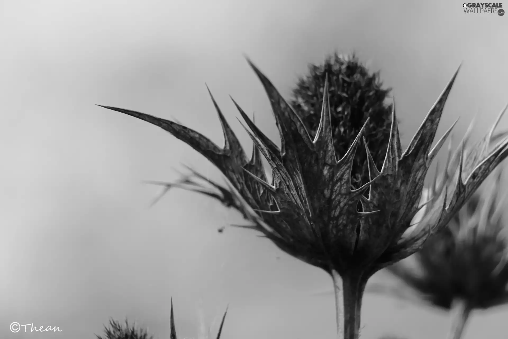 Spikes, dry, teasel