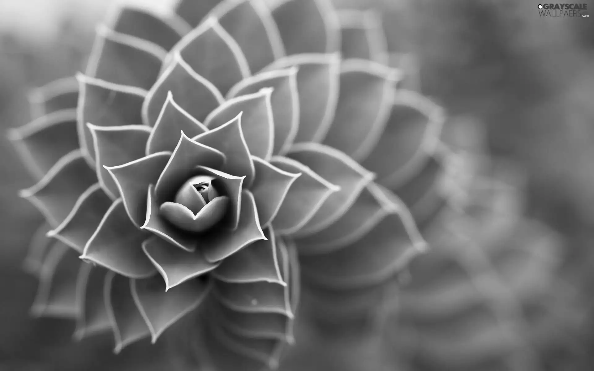 Cactus, spiral