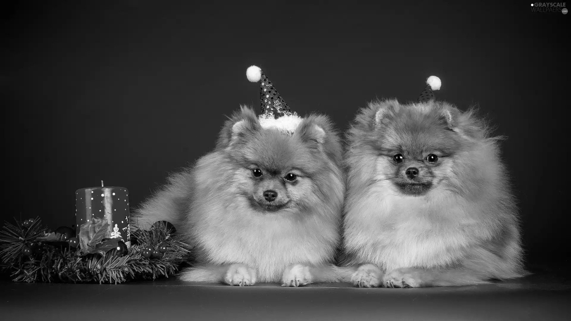 Funny, headdress, Spitz, New Year