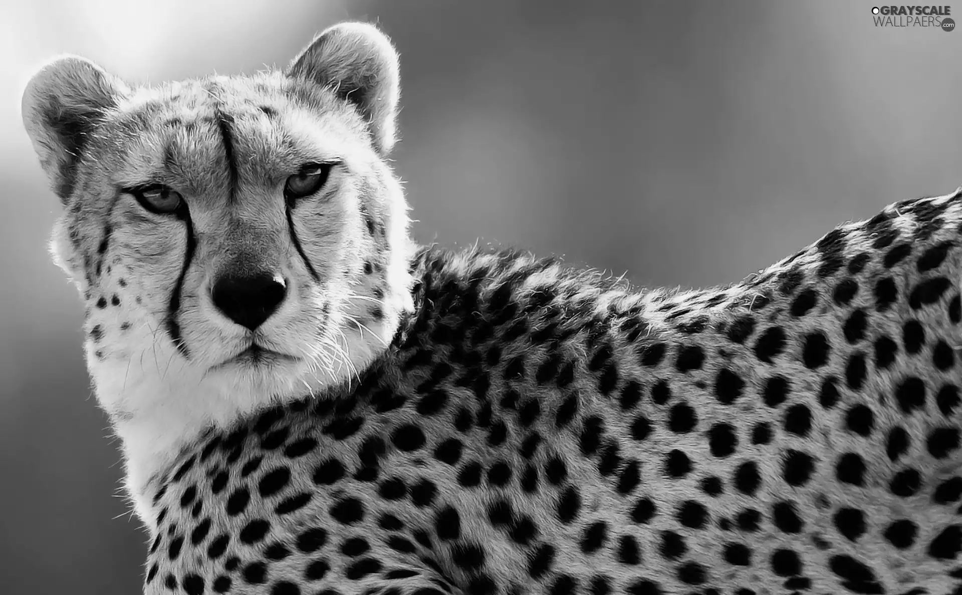 Cheetah, spots