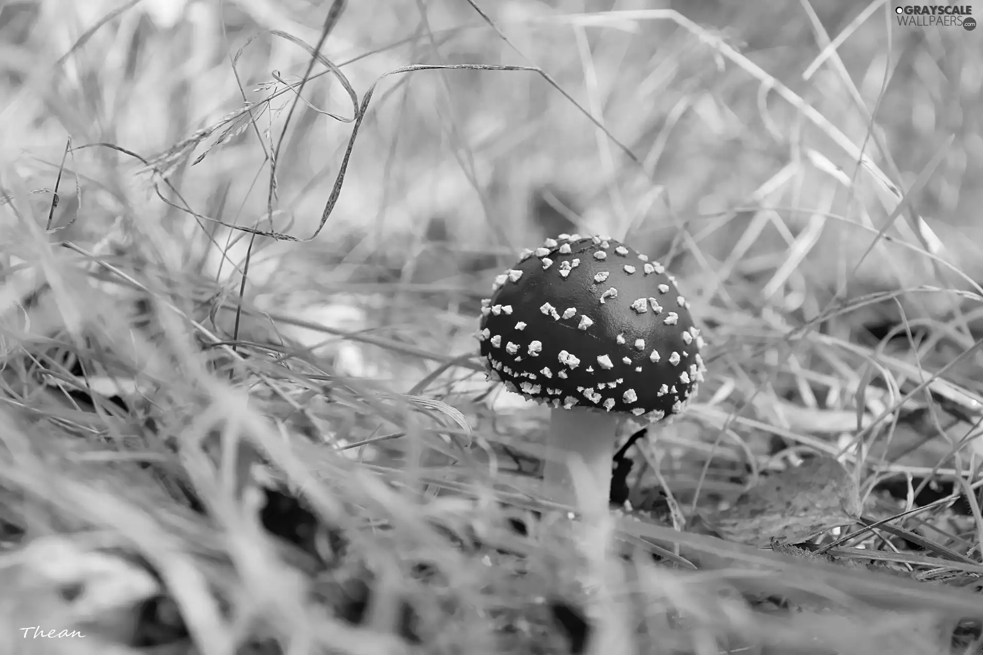 White, toadstool, Hat, Red, mushroom, Spots, grass