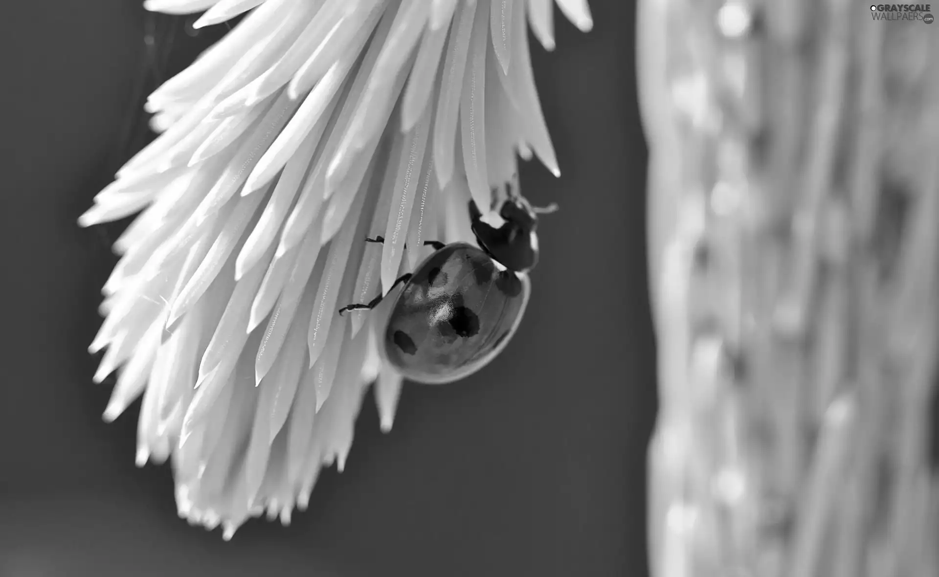 ladybird, Spots