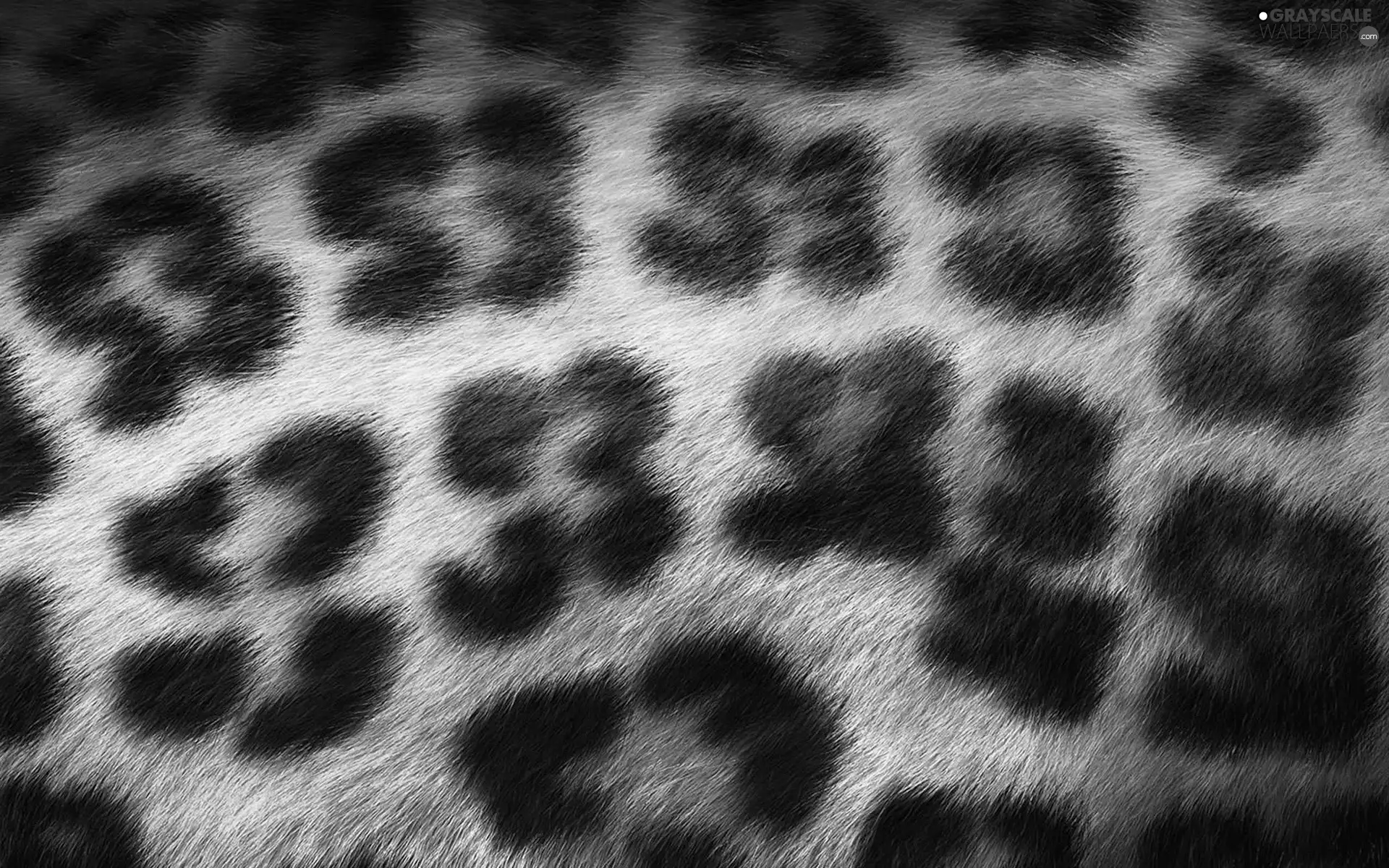 leopard, spots