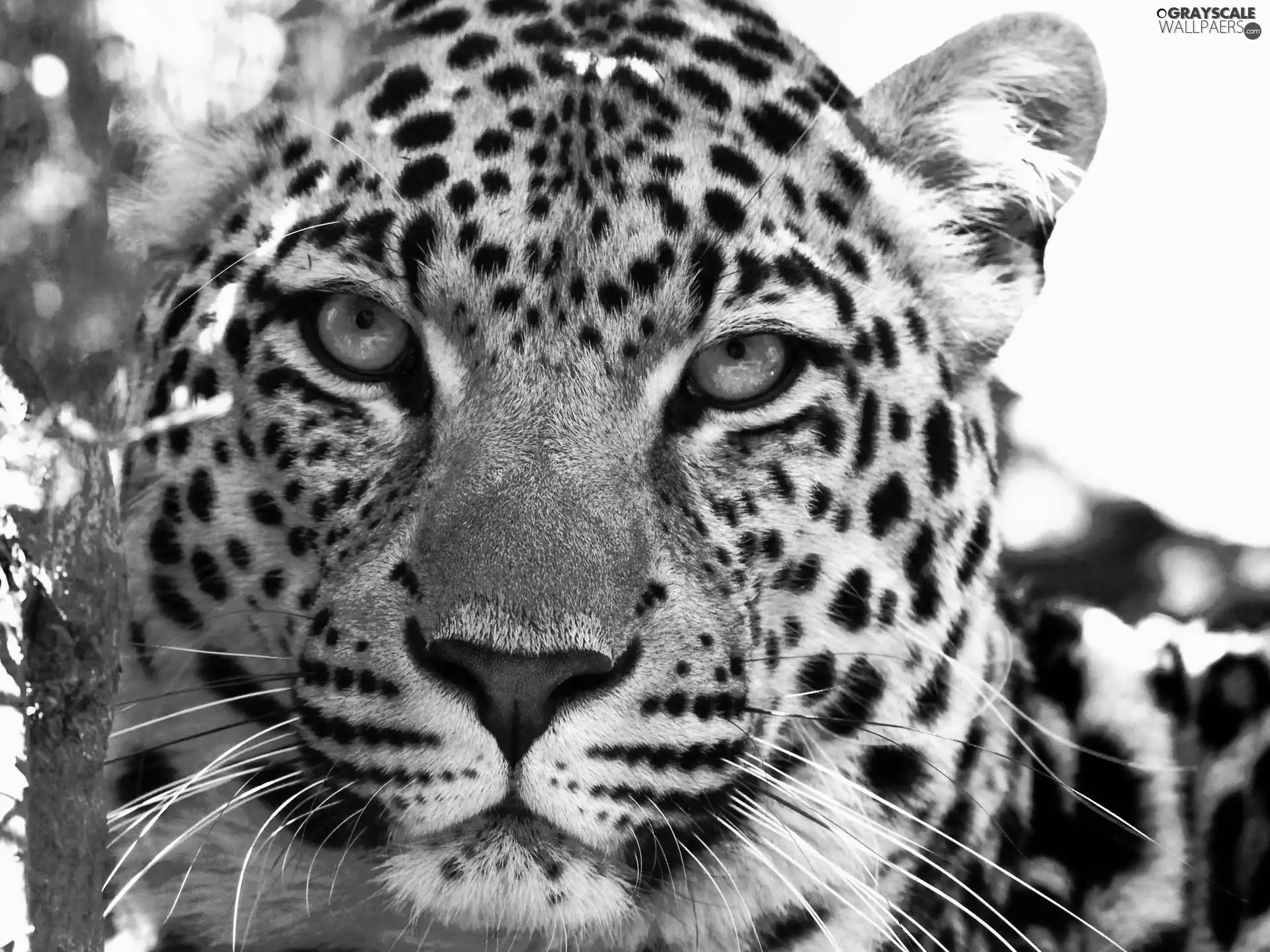 Leopards, spots
