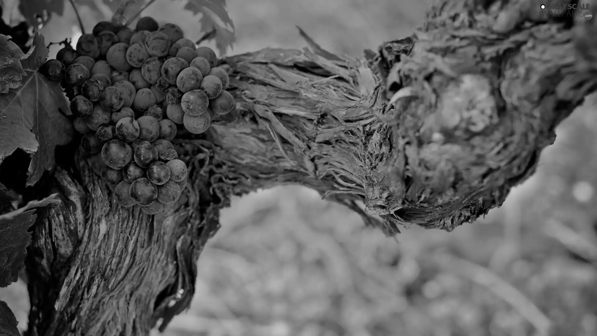 Lod on the beach, Grapes, spray