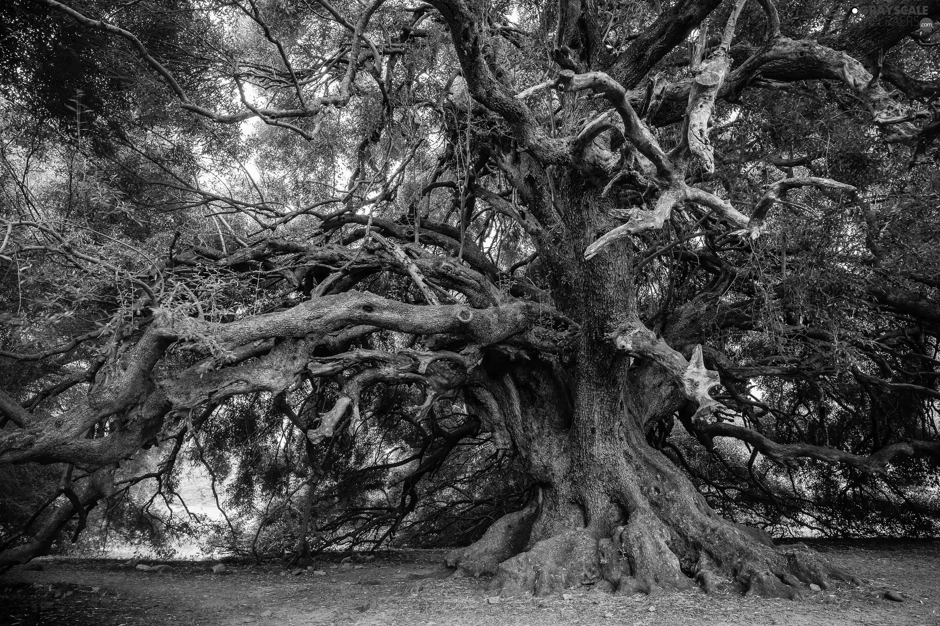 old, trees, branches, spreading