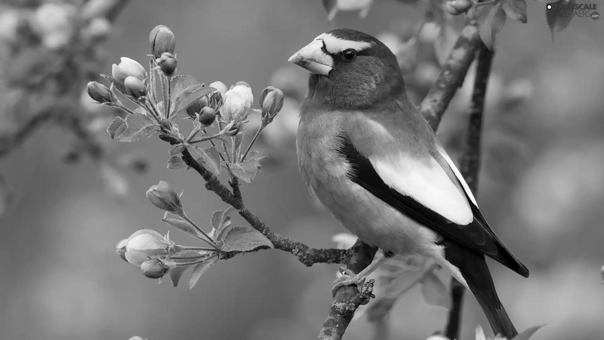 birdies, trees, Spring, flourishing