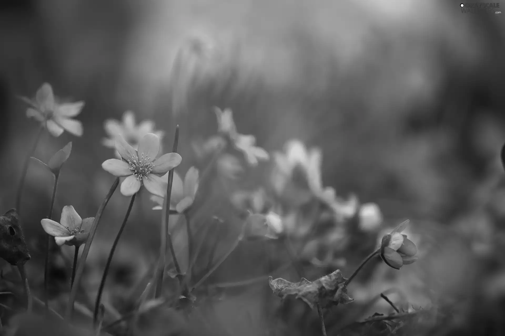 Blue, Liverworts, Flowers, Spring