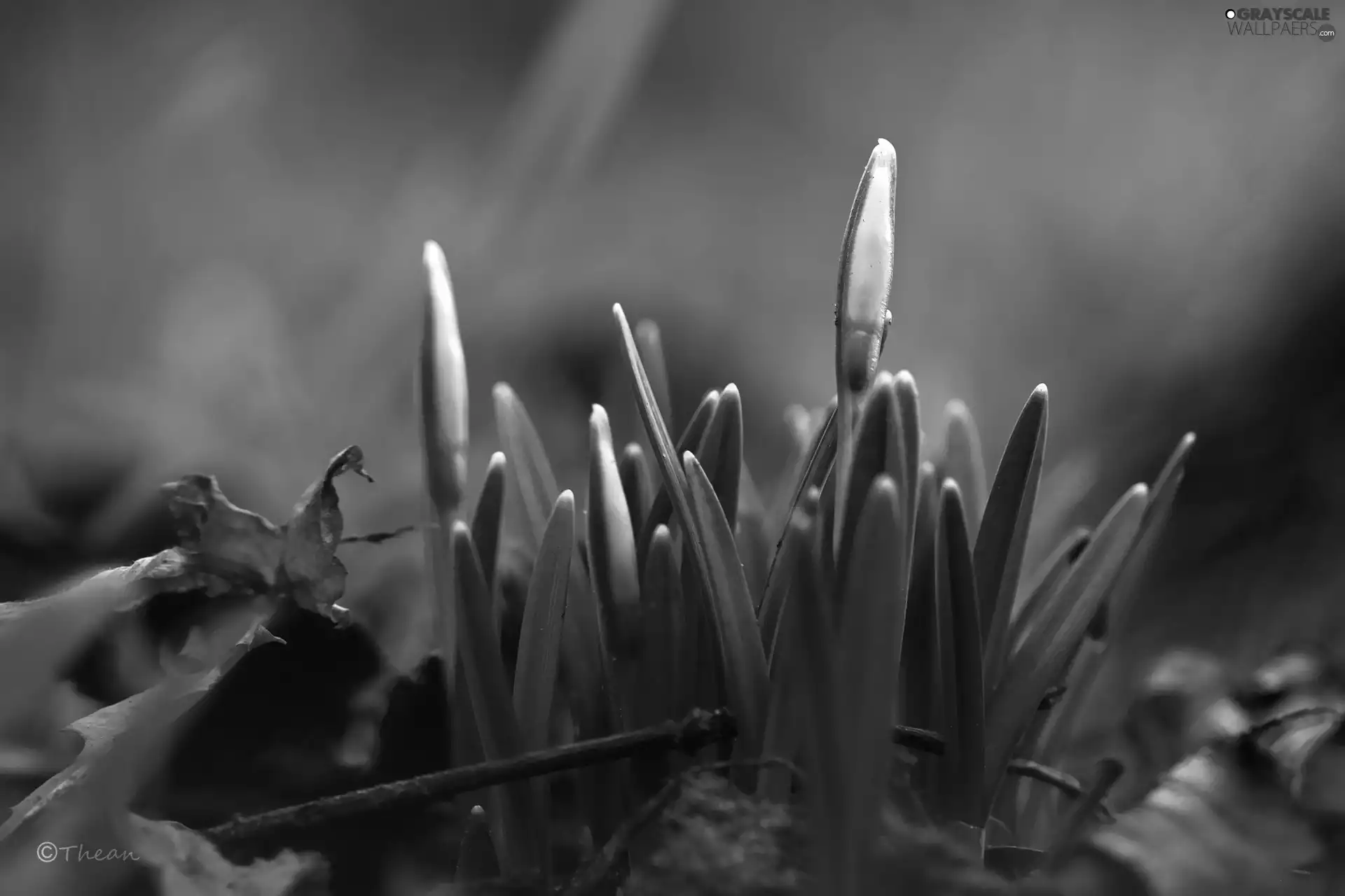 Spring, snowdrops, Buds