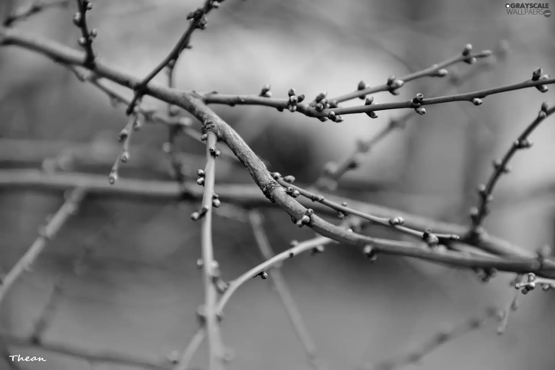 Buds, tree, Spring, an