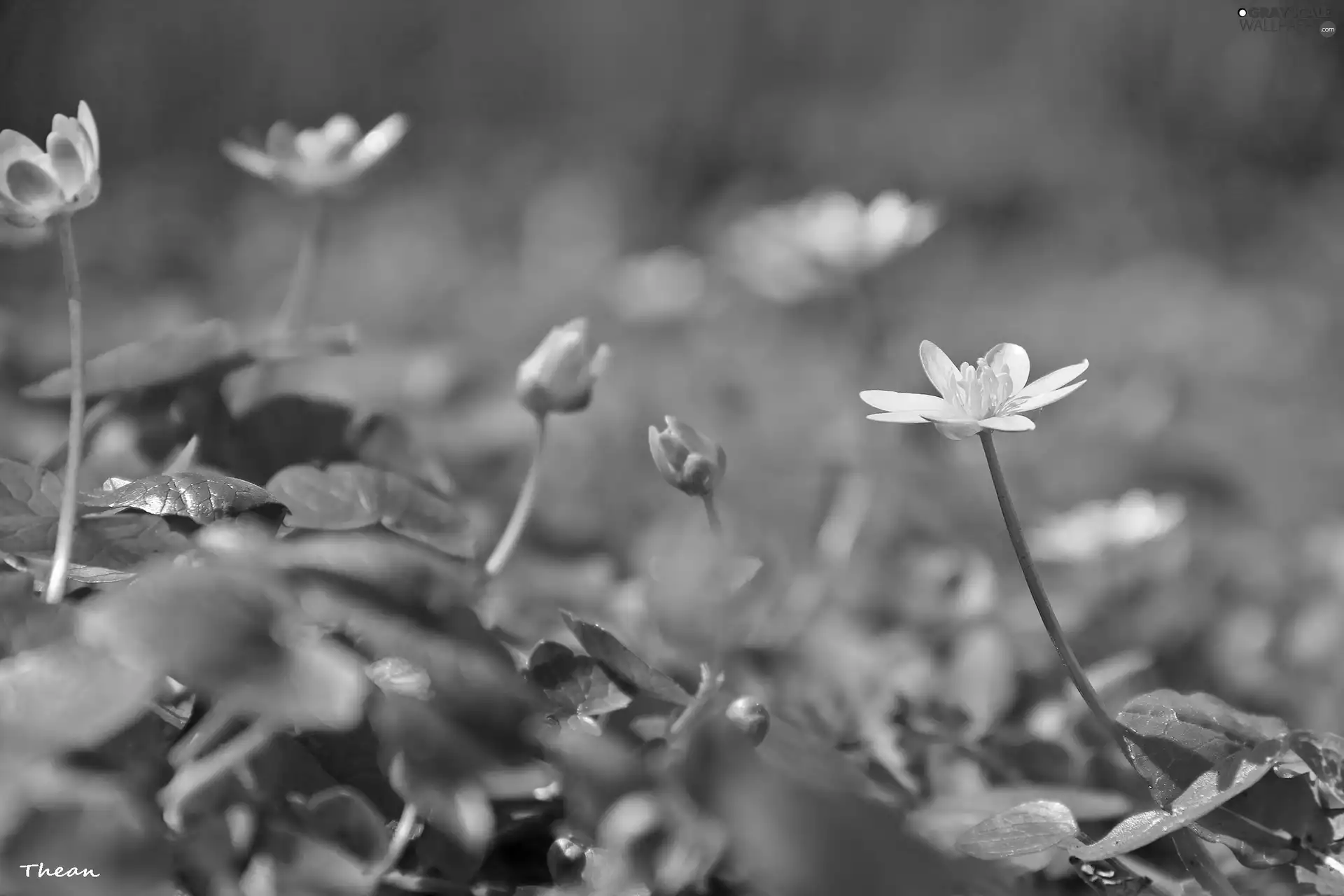 fig buttercup, Flowers, Spring, Yellow