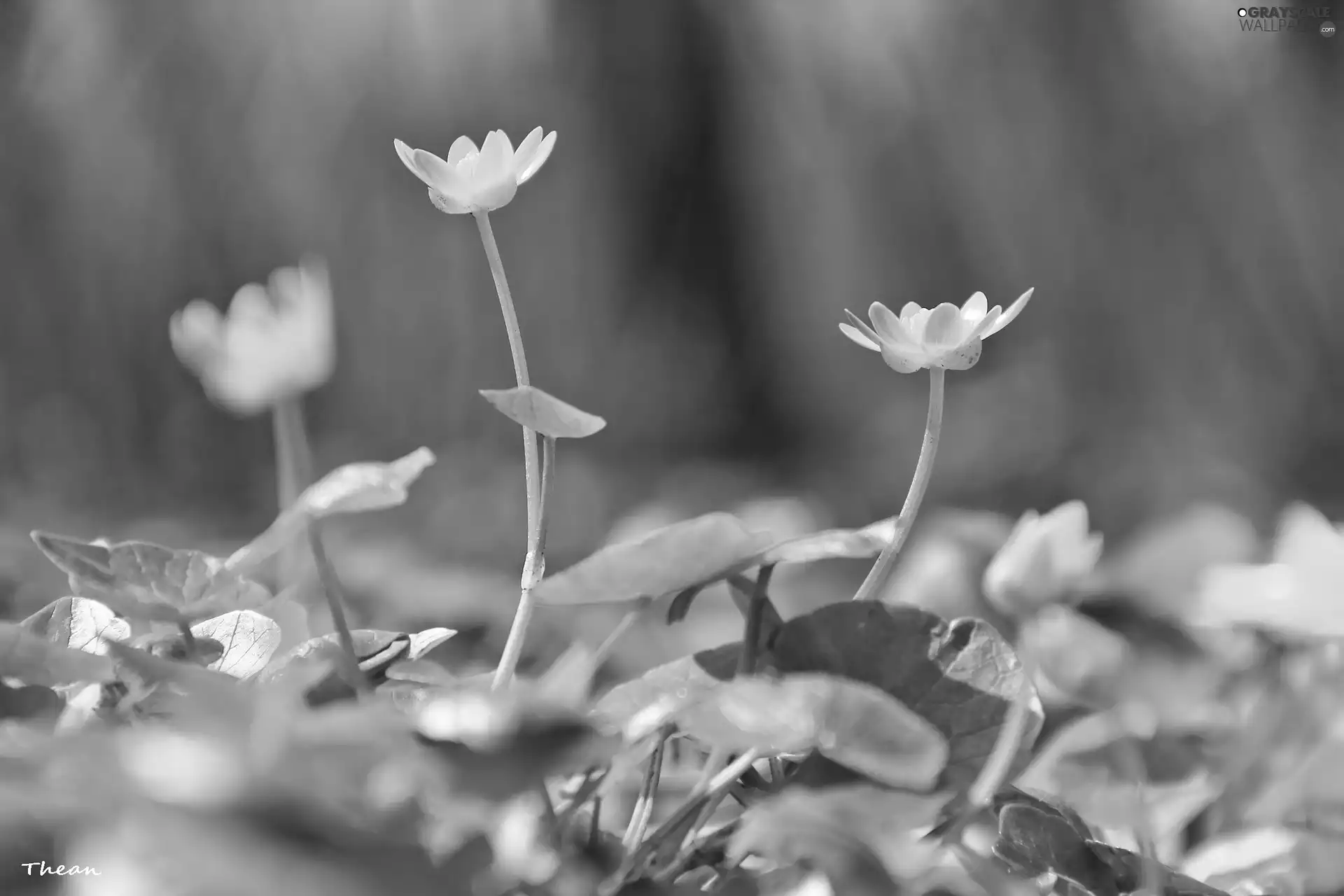 fig buttercup, Flowers, Spring, Yellow