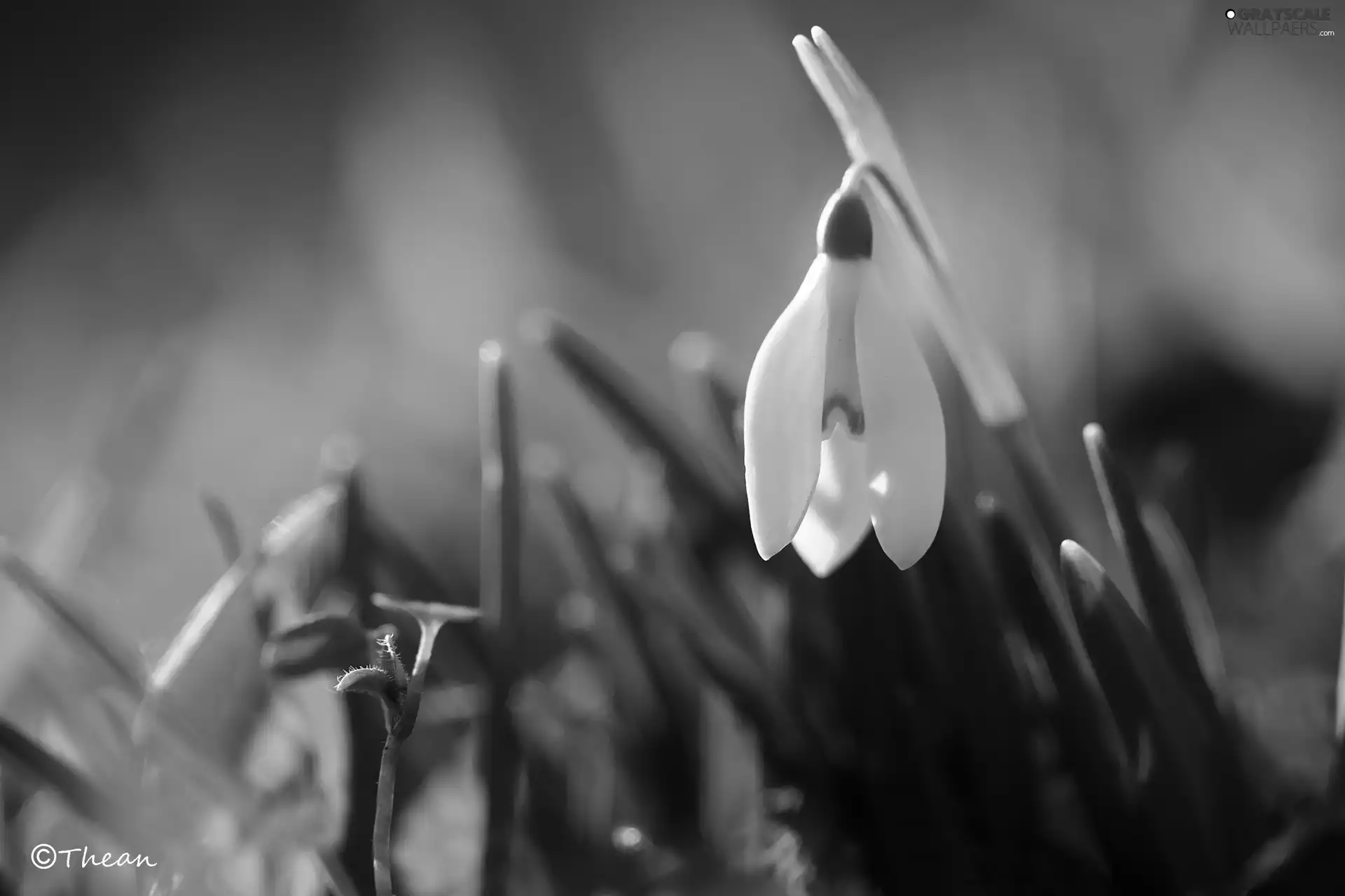 White, Snowdrop, Spring, Colourfull Flowers