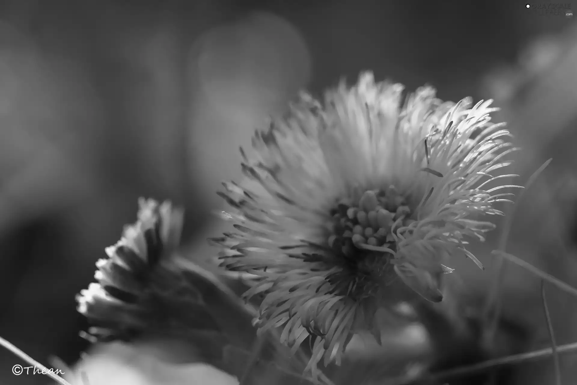 Common Coltsfoot, Colourfull Flowers, Spring, Yellow