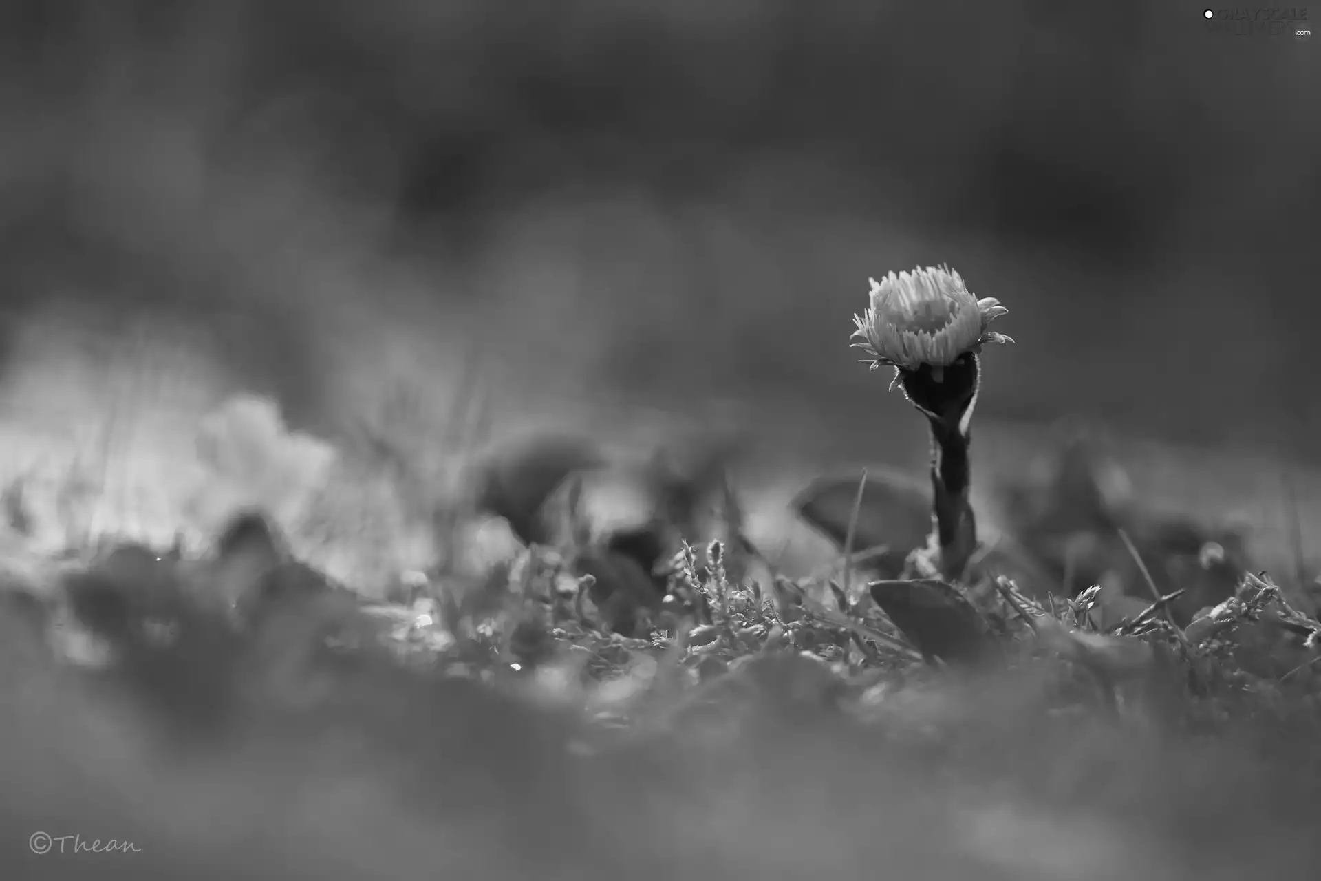 Common Coltsfoot, Colourfull Flowers, Spring, Yellow