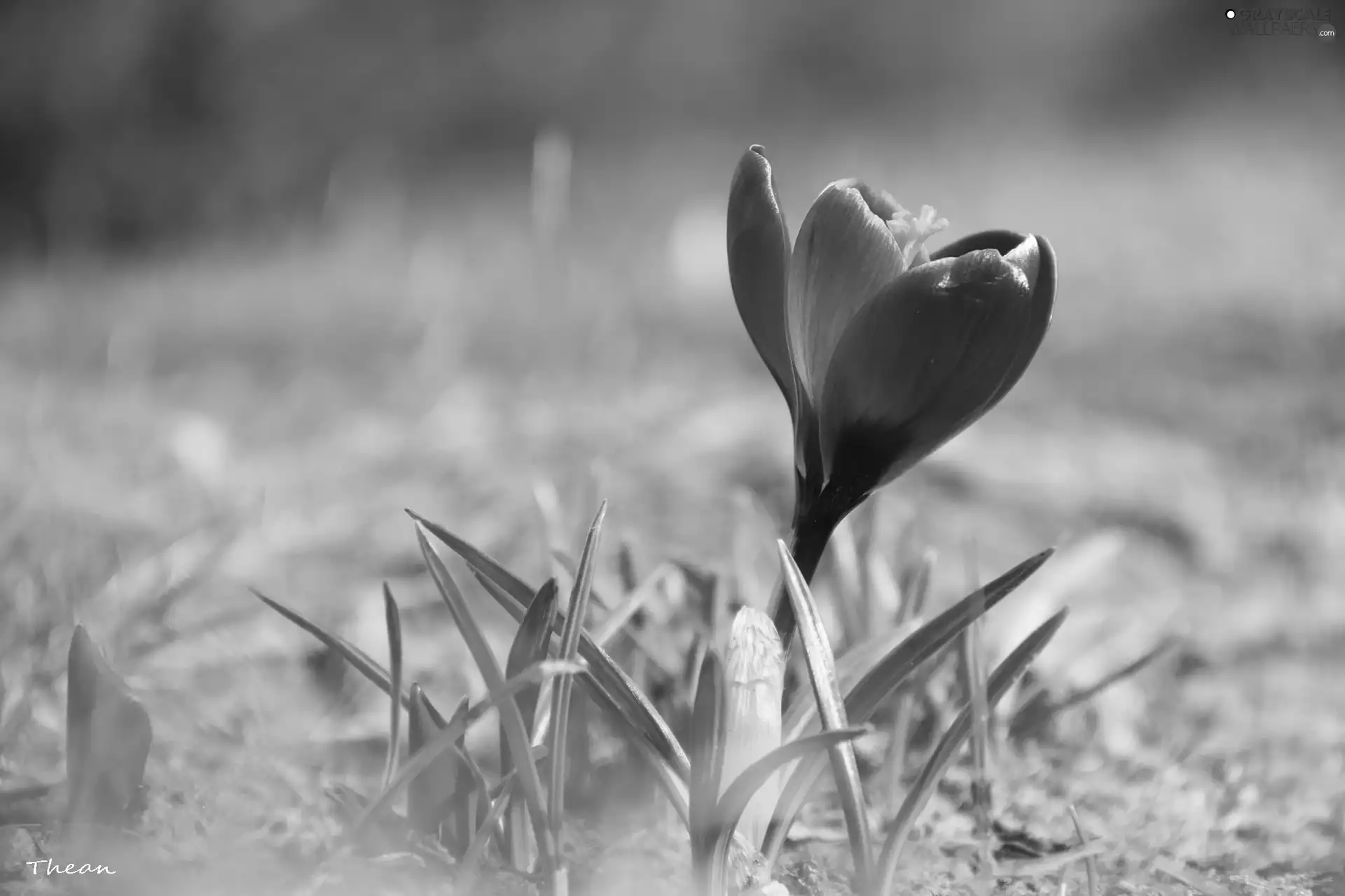 Spring, Pink, crocus
