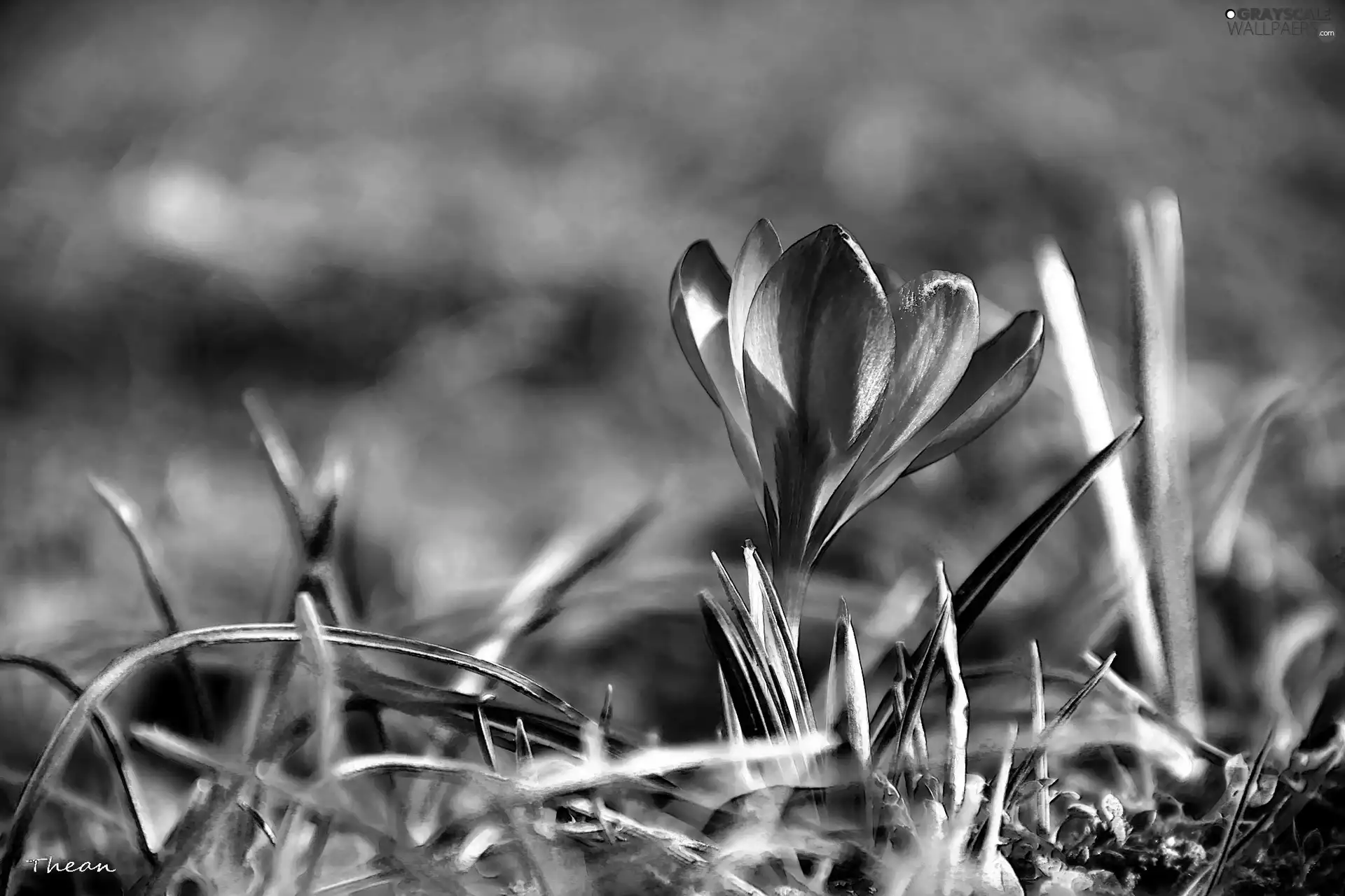 crocus, Spring