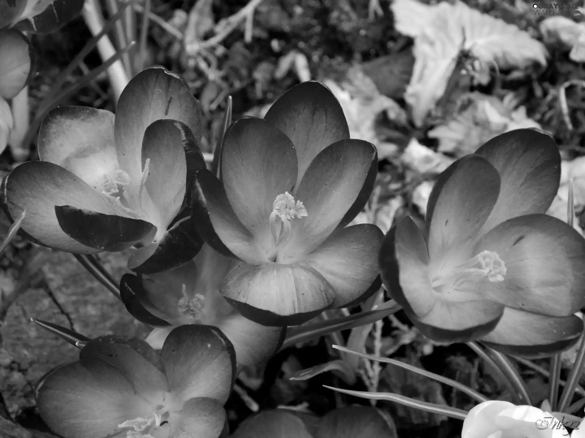 Spring, Blue, crocuses