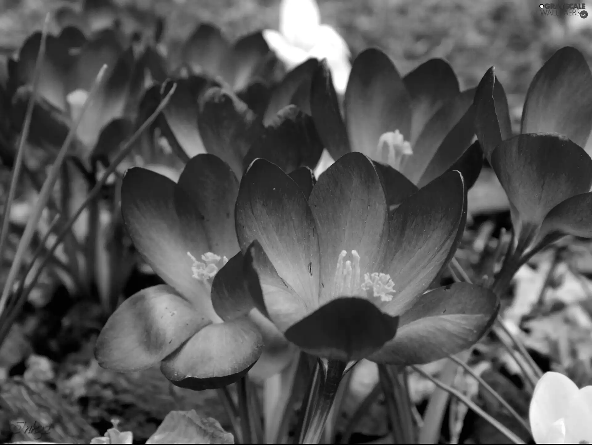 Spring, Blue, crocuses