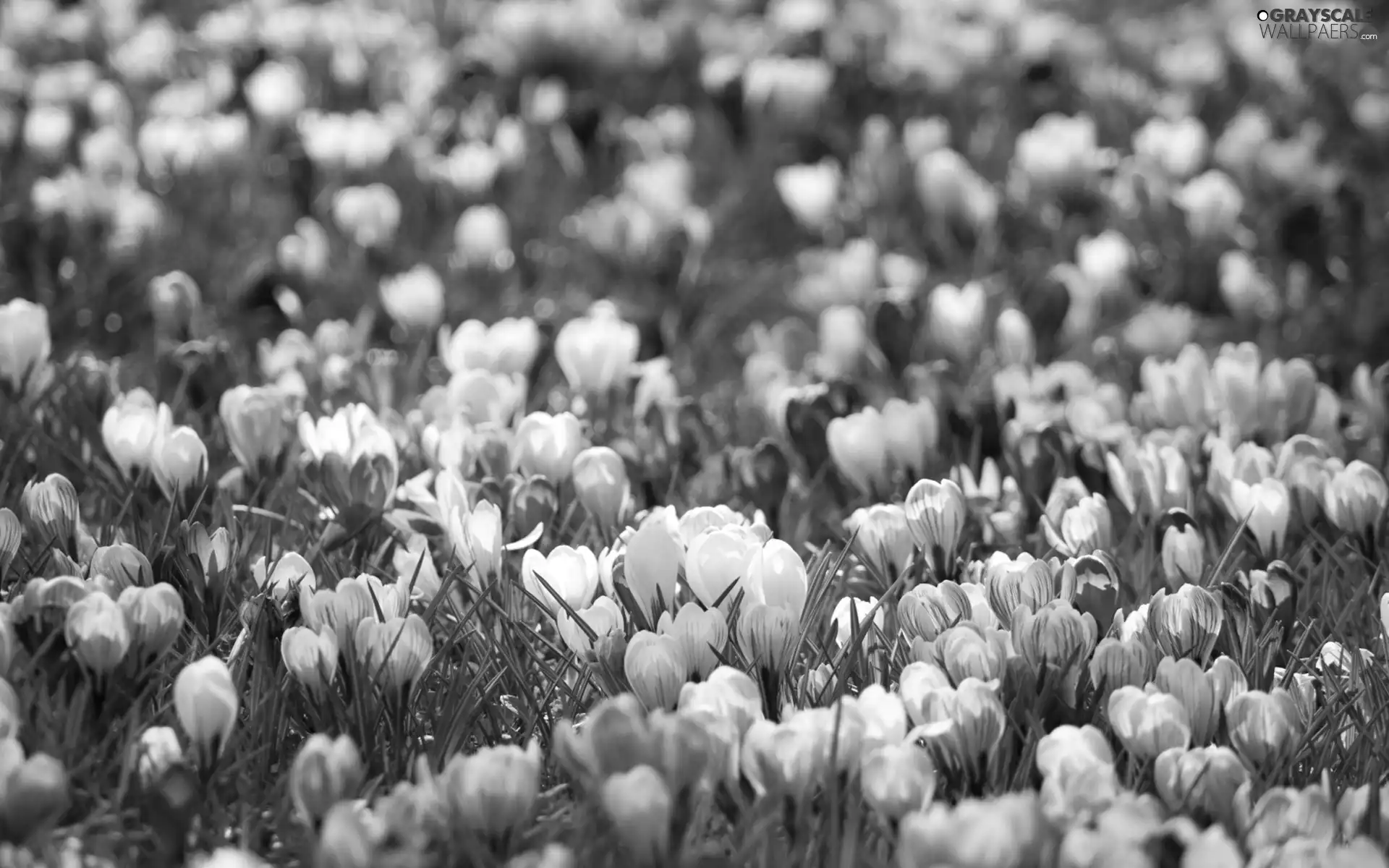 Spring, color, crocuses