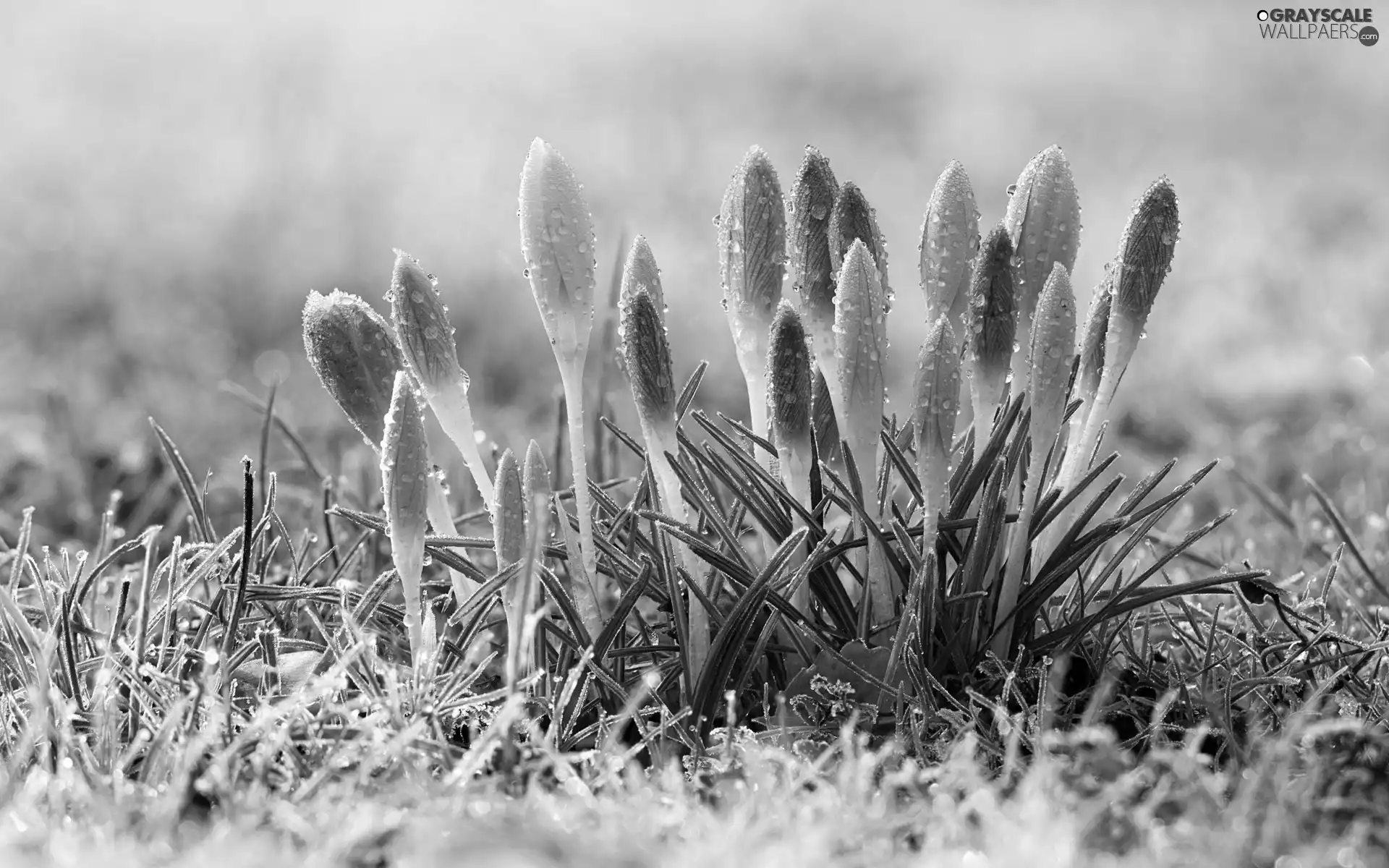 crocuses, Meadow, Spring, dew