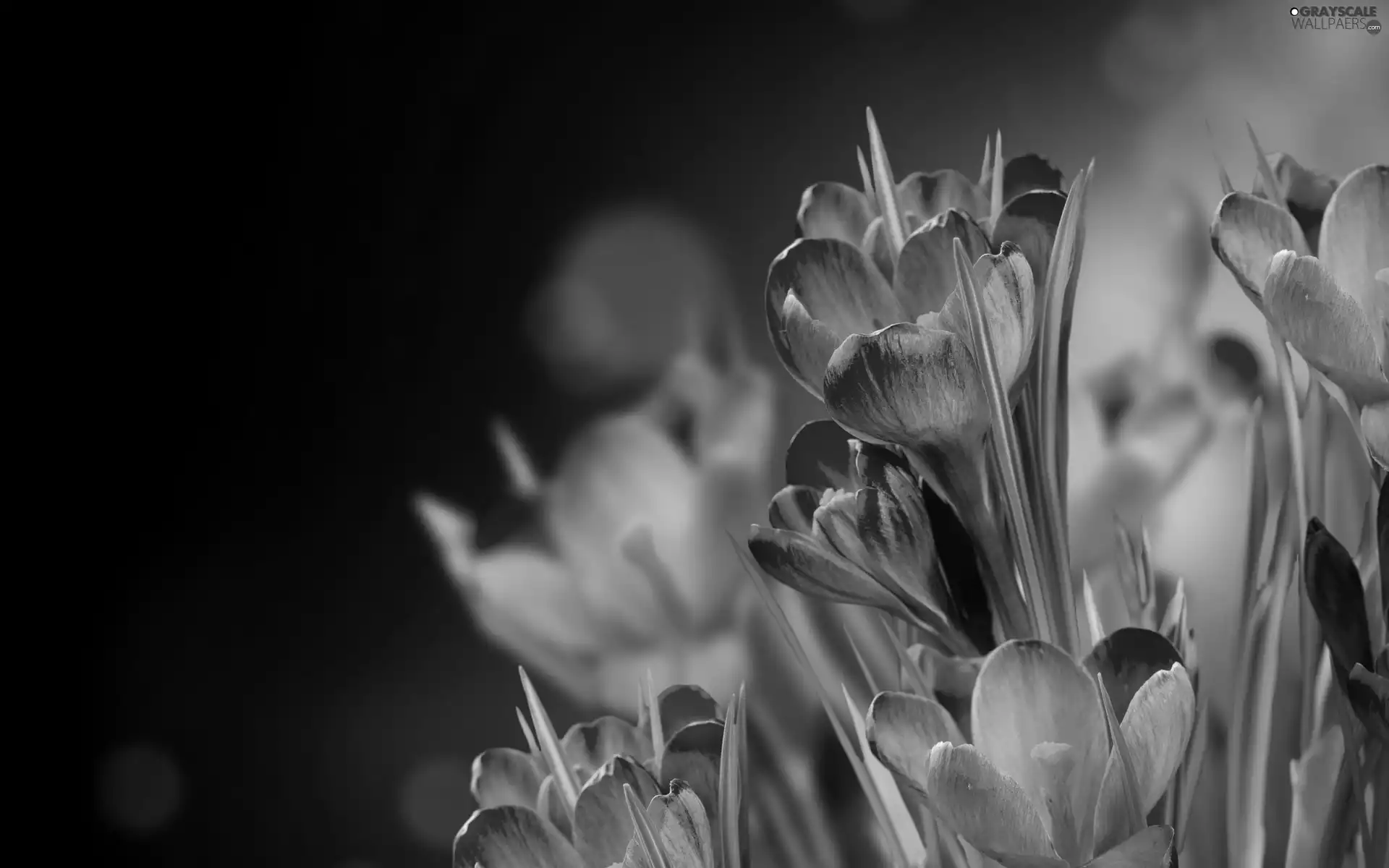 Spring, purple, crocuses