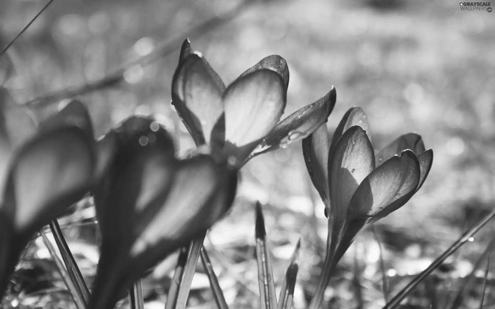 Spring, purple, crocuses