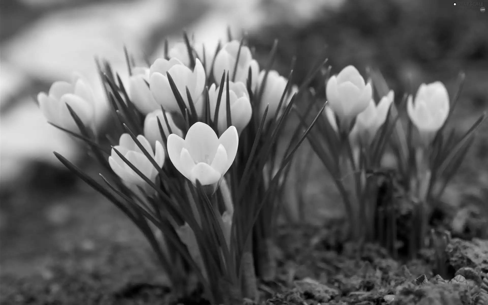 Spring, Yellow, crocuses