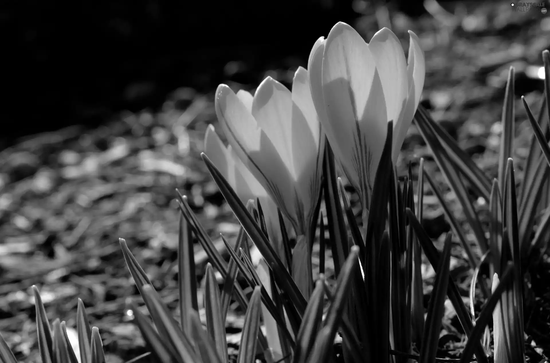 Spring, Yellow, crocuses