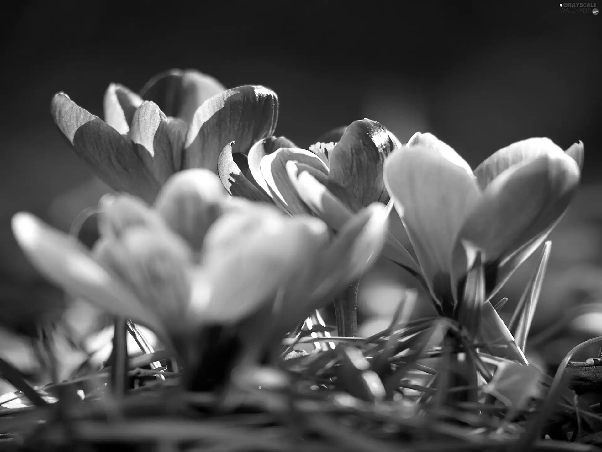 crocuses, Spring