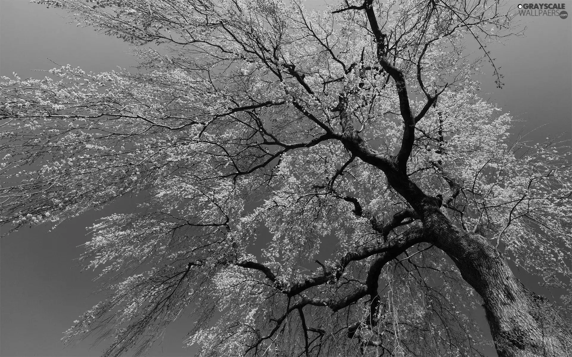 flourishing, Sky, Spring, trees