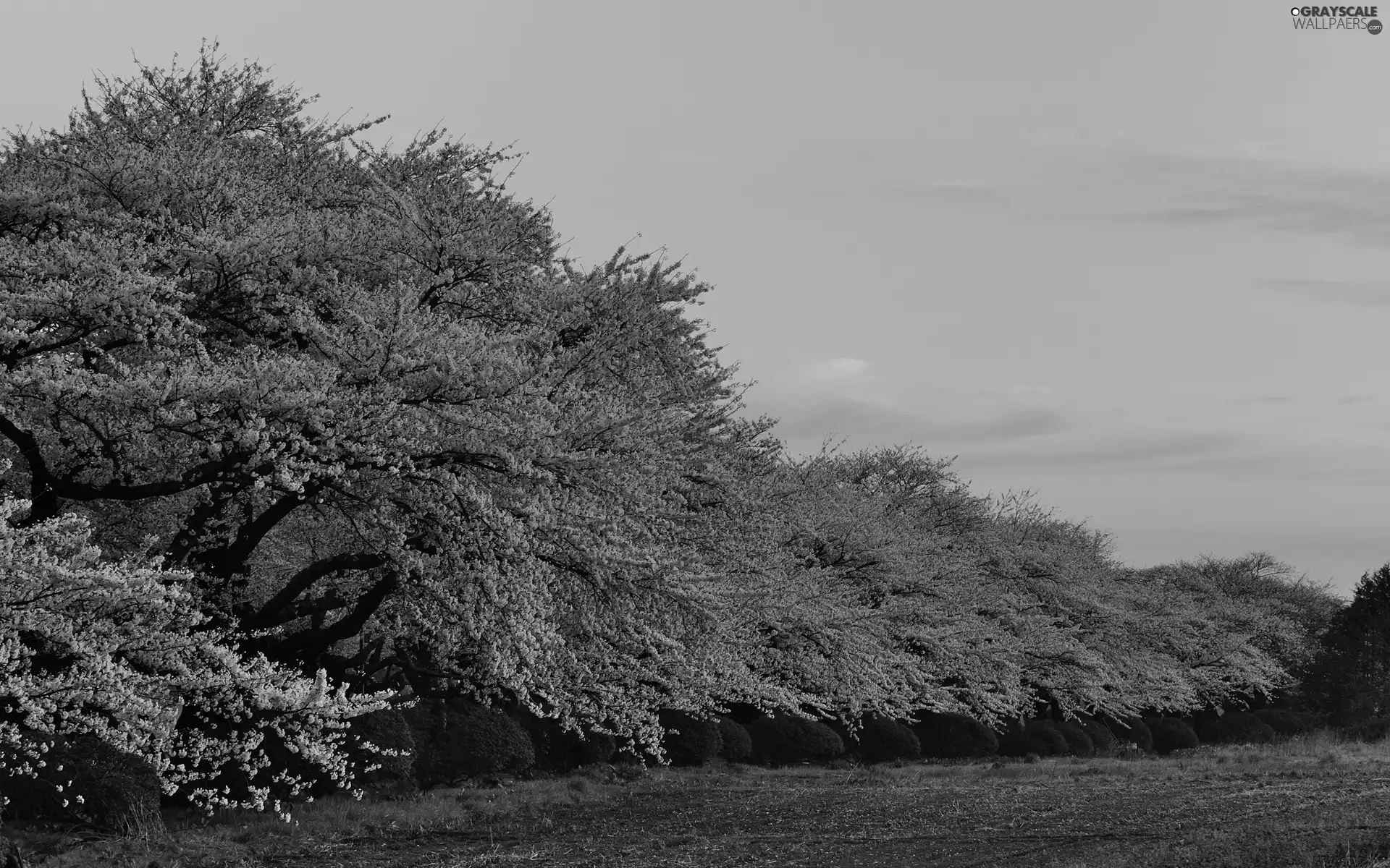 flourishing, viewes, Spring, trees