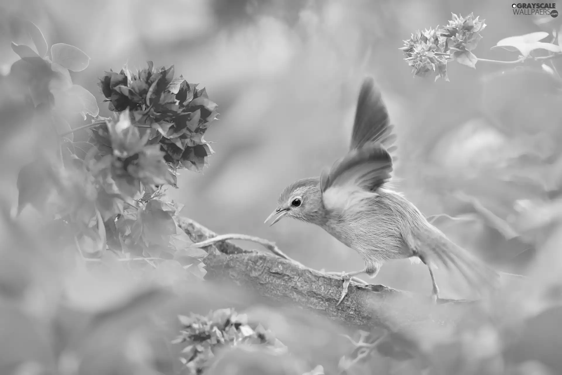 Spring, birdies, Flowers