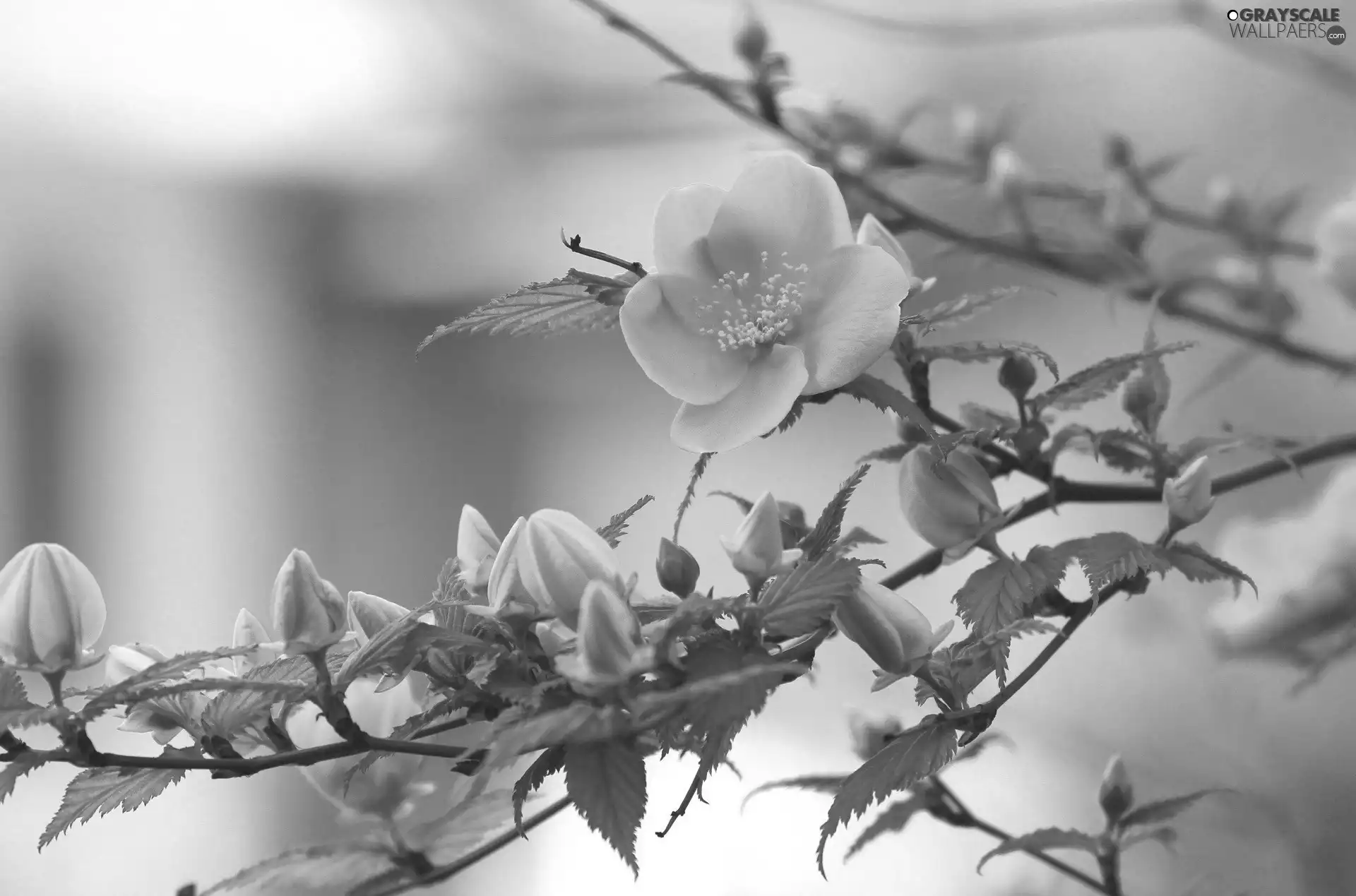 Spring, branch, Flowers