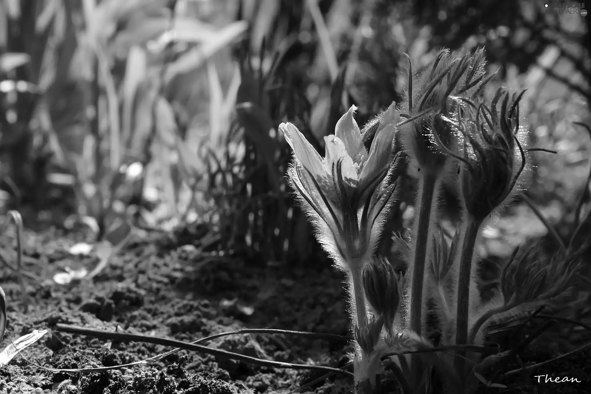 Spring, pasque, Flowers