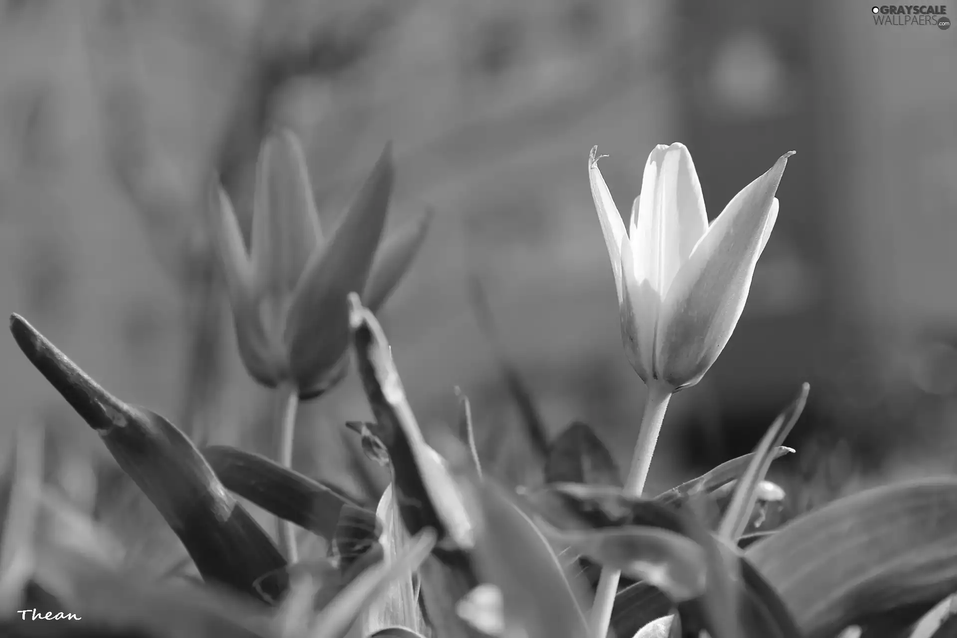 Spring, Tulips, Flowers
