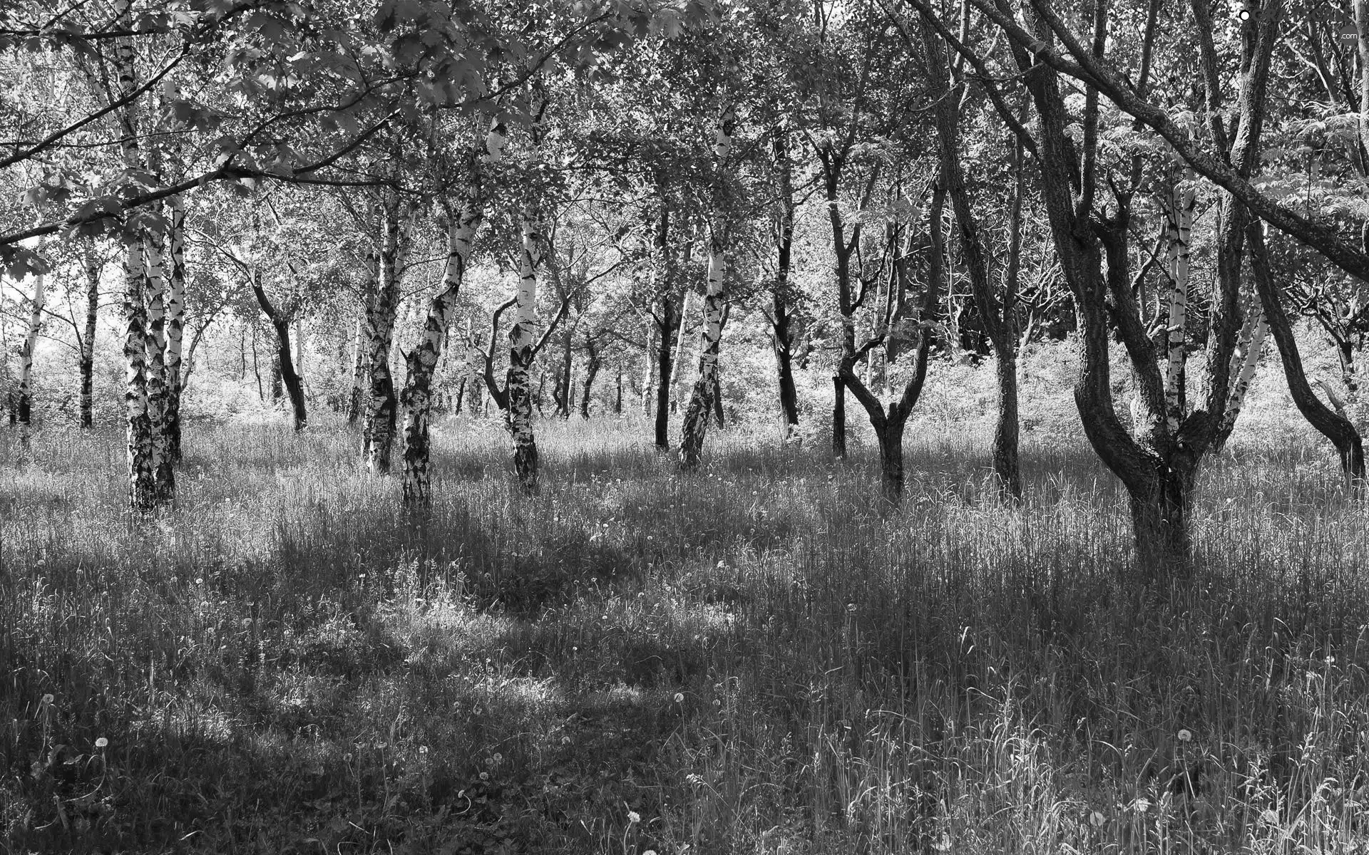 forest, grass, Spring, birch
