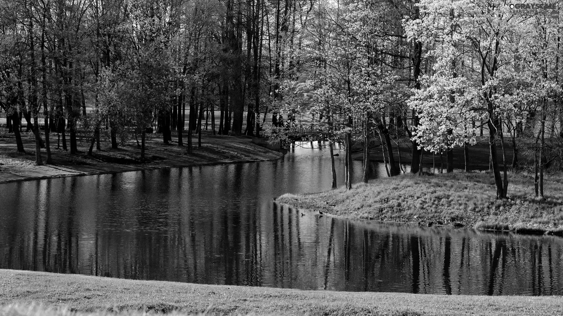 Spring, River, forest