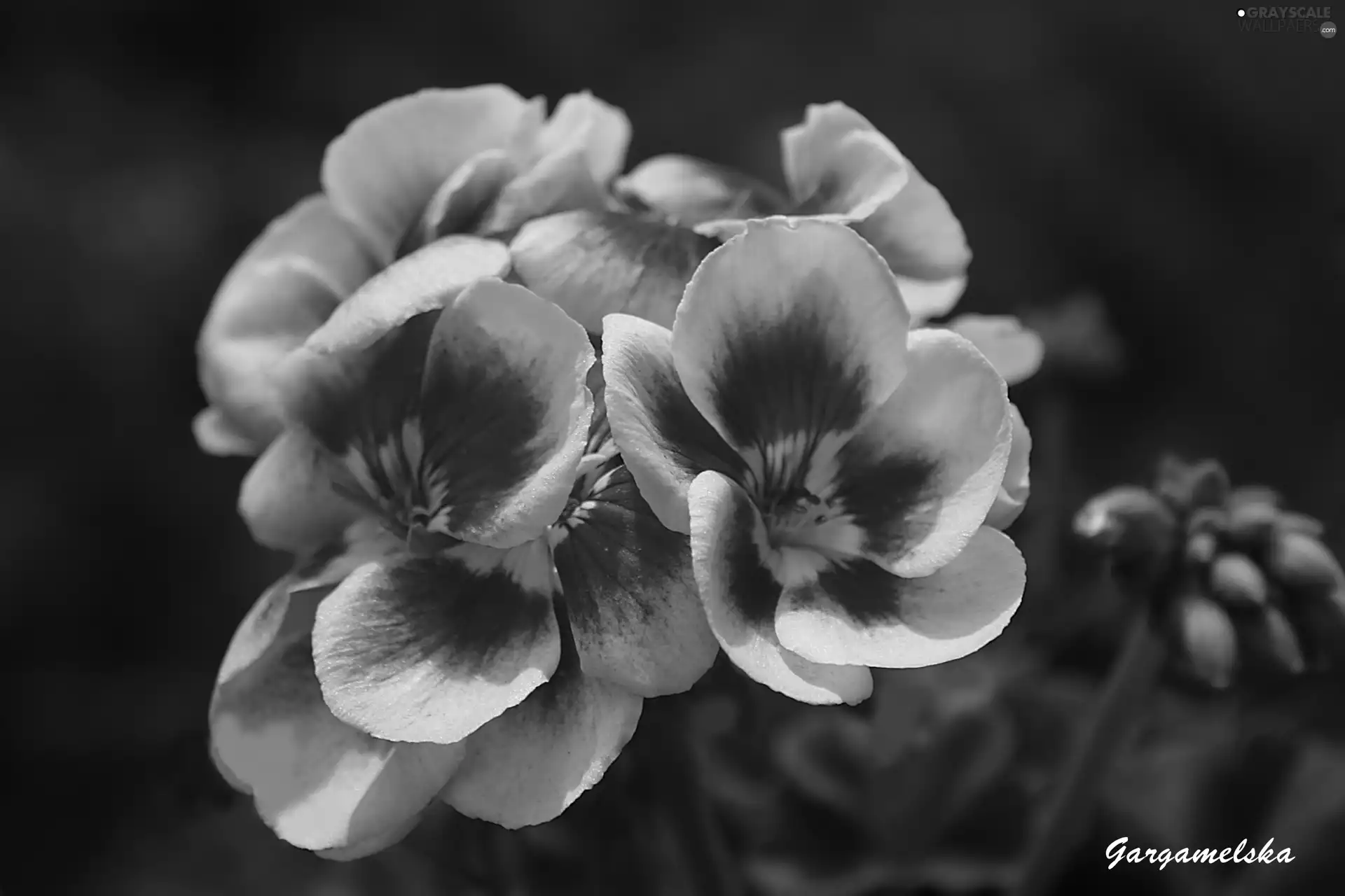 geranium, Spring
