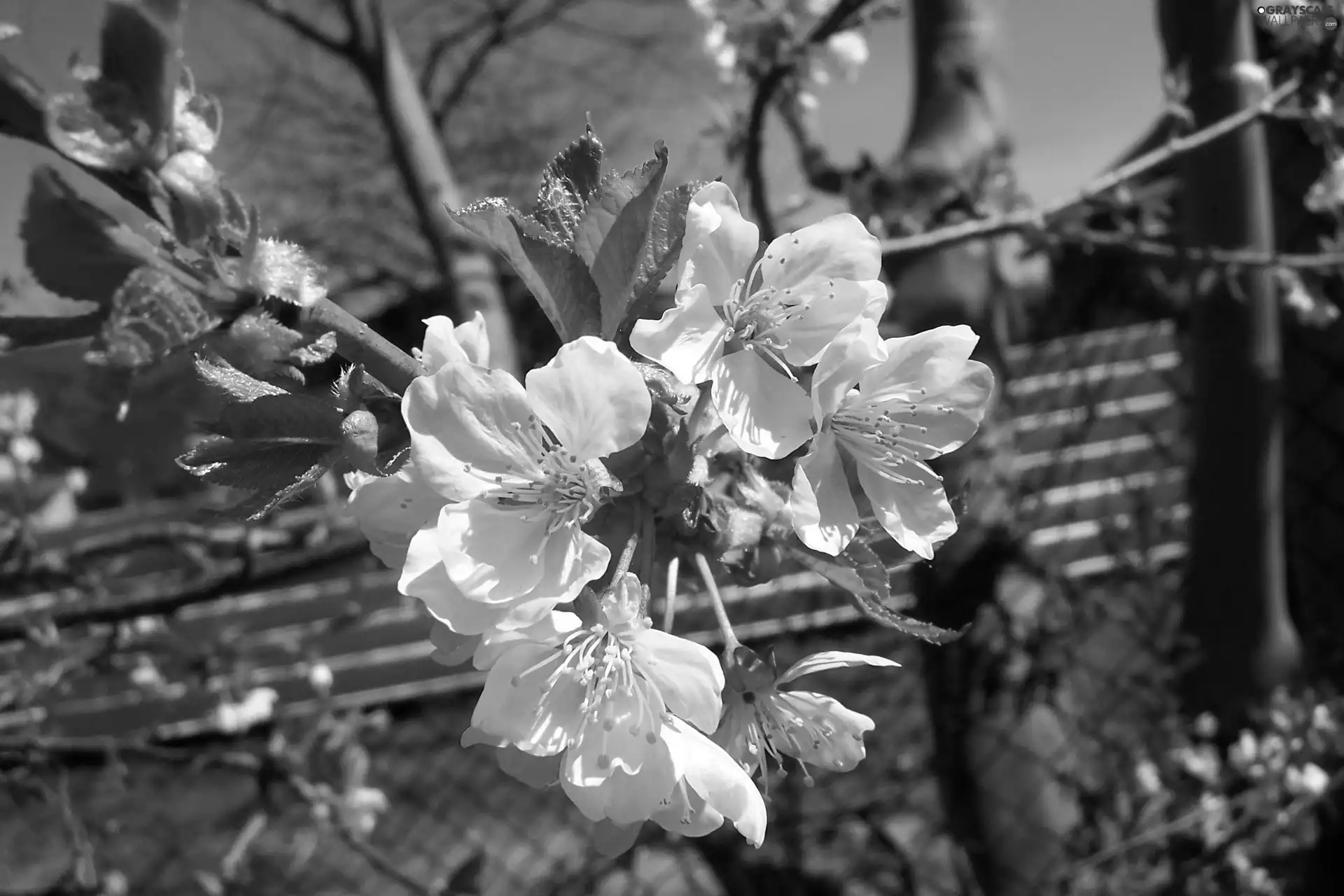 Spring, Flowers, kirsch