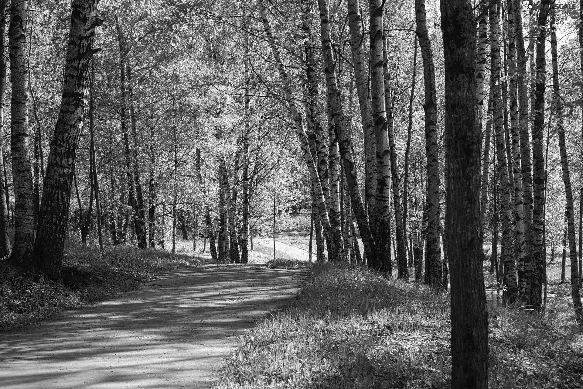 trees, Way, birch, Spring, viewes, lane