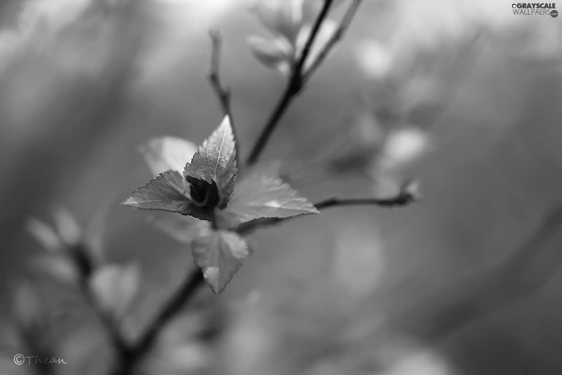 Spring, color, Leaf