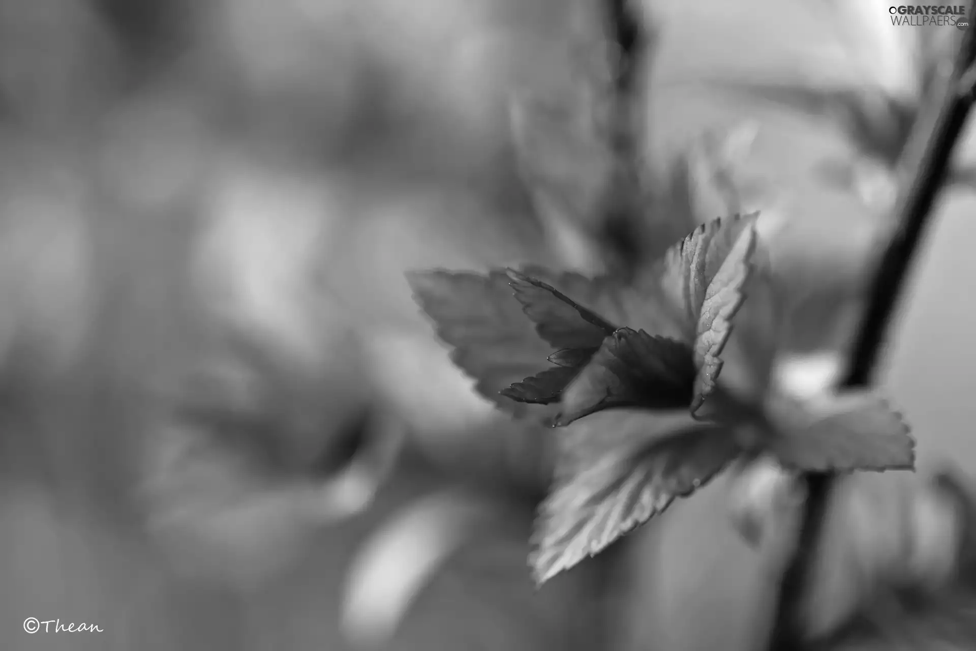 Spring, Red, Leaf