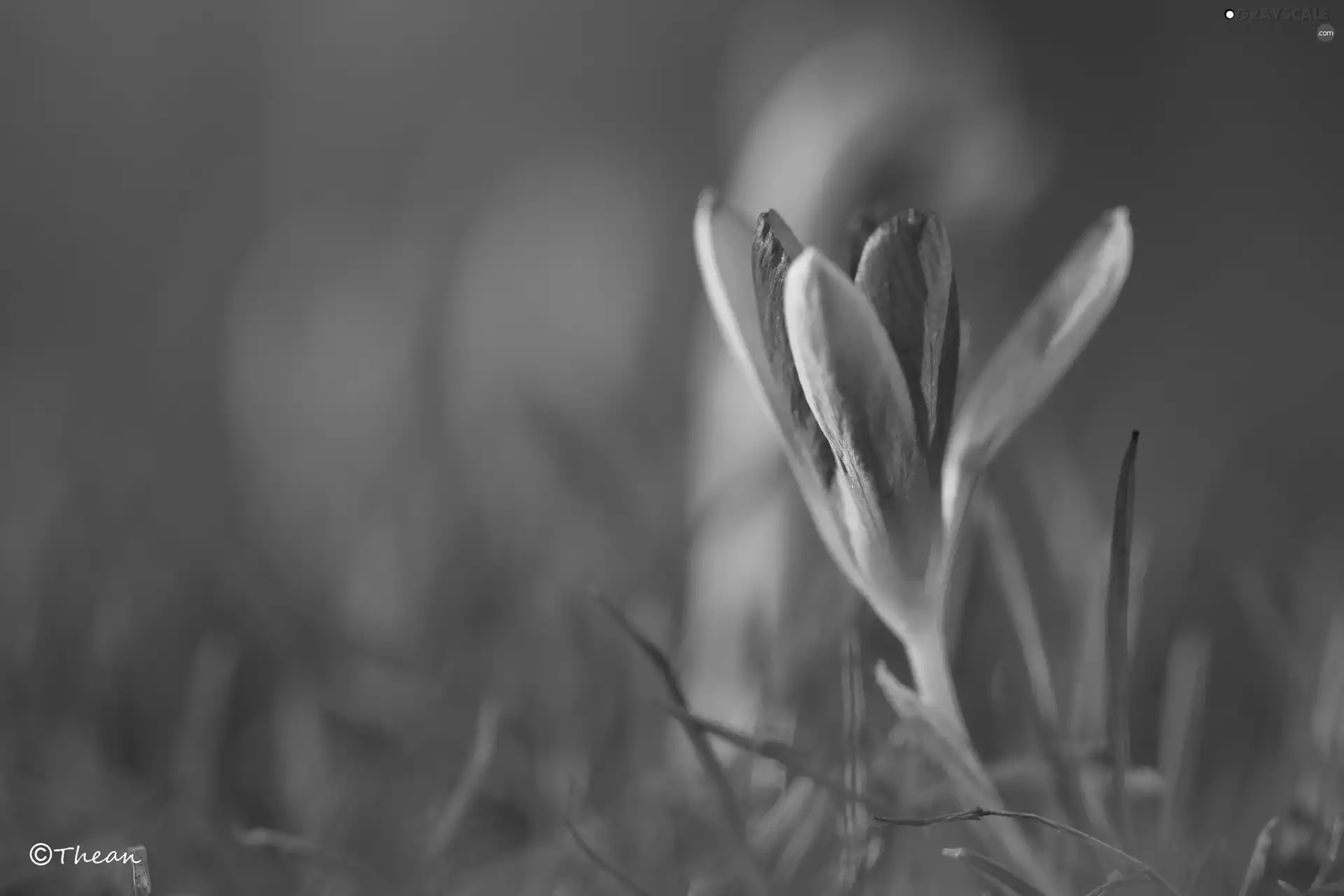 lilac, Colourfull Flowers, Spring, crocus