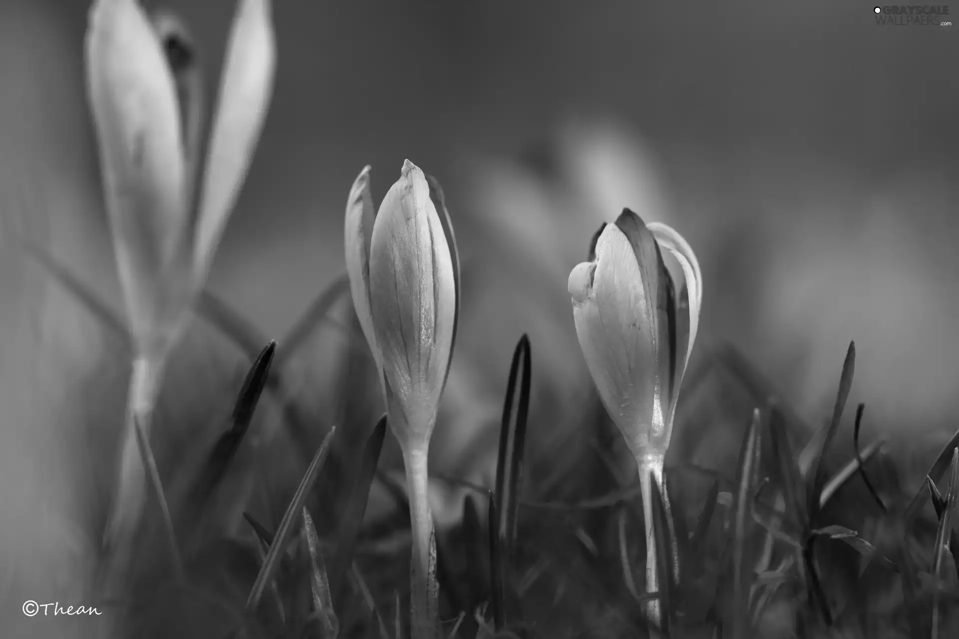 lilac, Flowers, Spring, crocuses