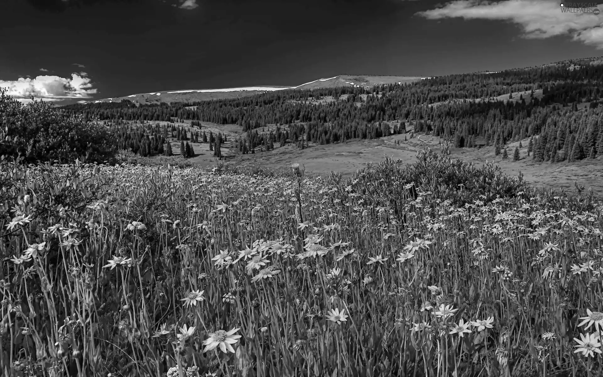 Meadow, Wildflowers, Spring Flowers