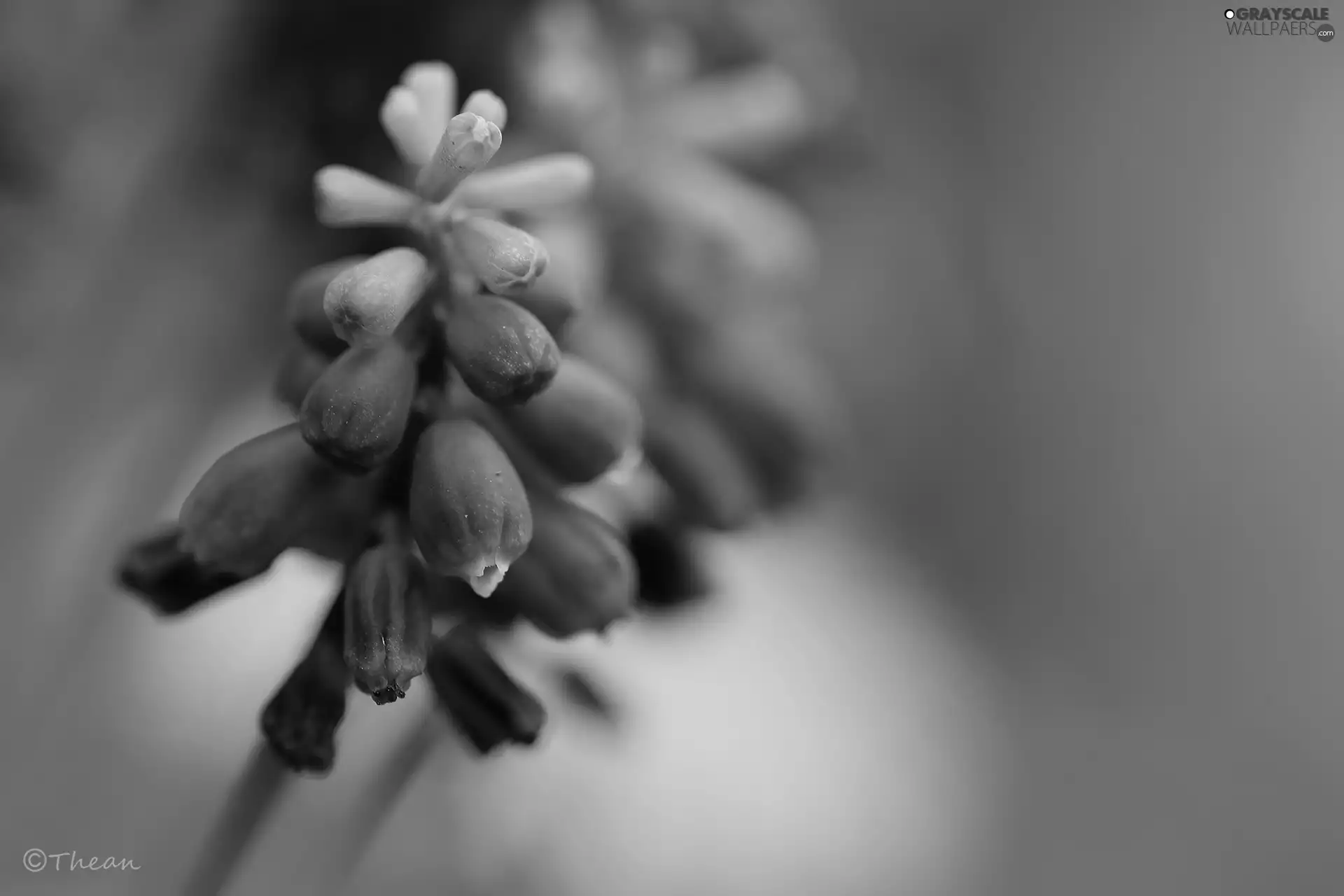 Muscari, Colourfull Flowers, Spring, blue