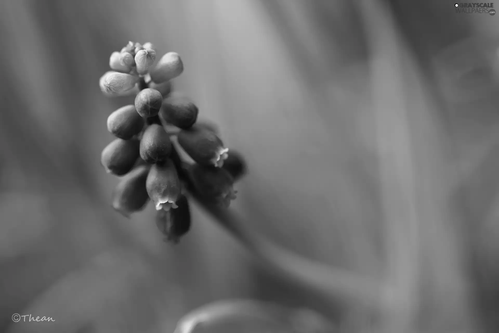 Muscari, Colourfull Flowers, Spring, blue