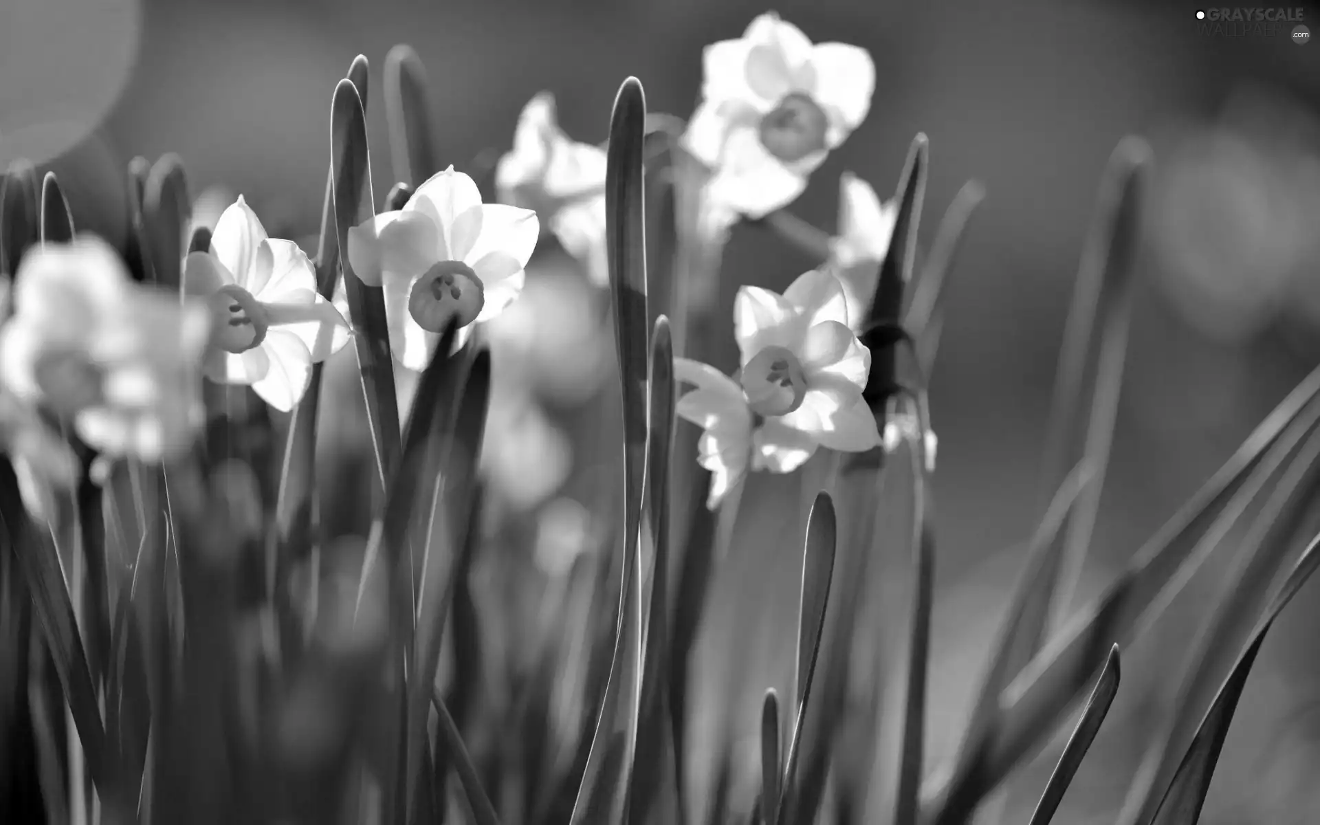 narcissus, Spring